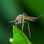 Yellow Fever, Malaria or Zika Virus Infection - Mosquito Insect on Leaf