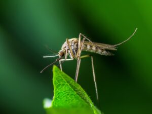 Yellow Fever, Malaria or Zika Virus Infection - Mosquito Insect on Leaf