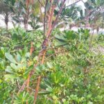 unnamed-file-571