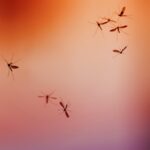 swarm of mosquito insects flying and buzzing against the bright red rolling sky