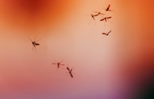 swarm of mosquito insects flying and buzzing against the bright red rolling sky