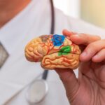 Doctor holding a  brain model
