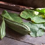angled gourds fresh