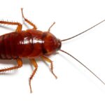 Cockroach