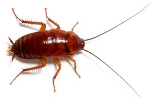 Cockroach