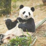 福州迎来五只大熊猫，开展科普交流活动