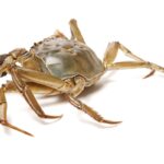 Crab isolated in white background