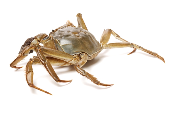Crab isolated in white background