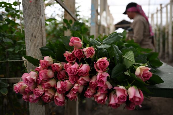 COLOMBIA-ECONOMY-FLOWERS-VALENTINE'S DAY