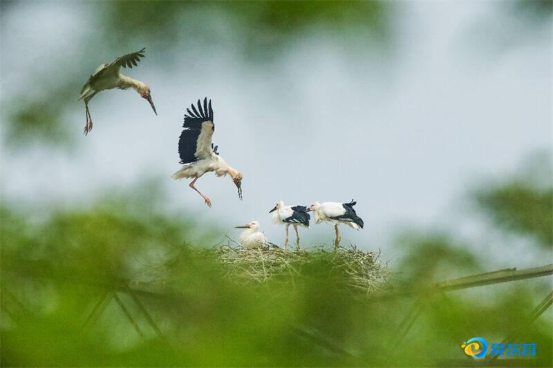 东营湿地守护者：东方白鹳与黄河口的生态童话
