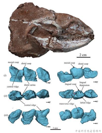 中国发现7000万年前新蜥蜴化石 揭示复杂演化历史